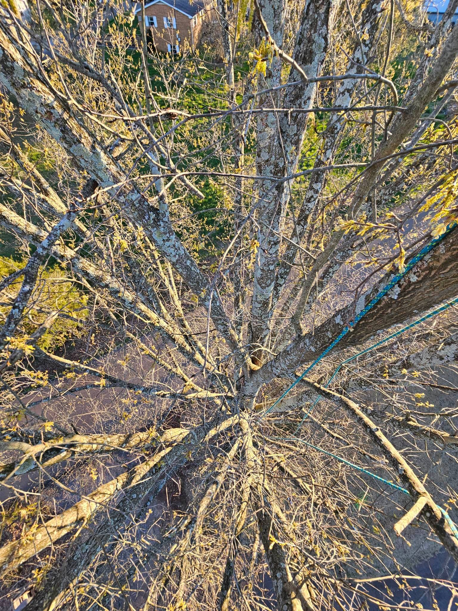 evening oak climb to retrieve throwline