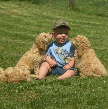 labradoodle-nephewlg.jpg