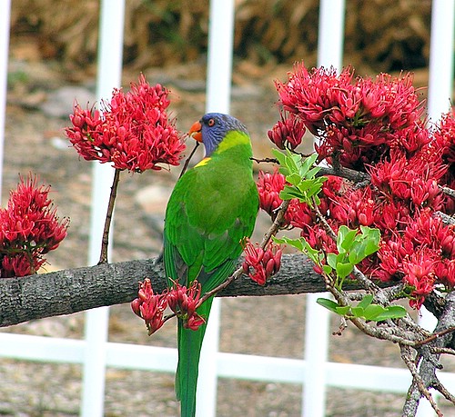 lorikeet.JPG