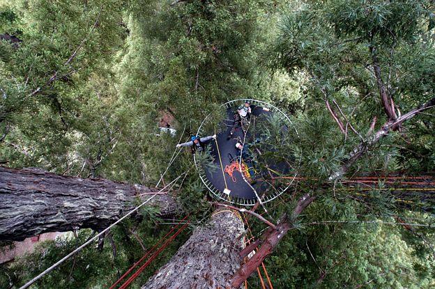 redwood_trampoline_204.jpg