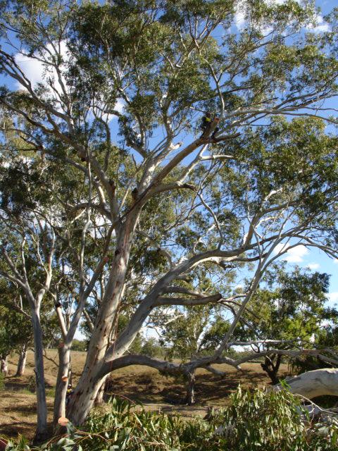 rivergums_127.jpg