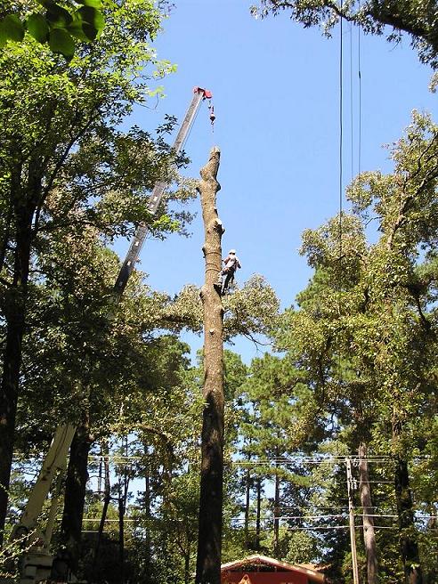 sweetgum_3.JPG