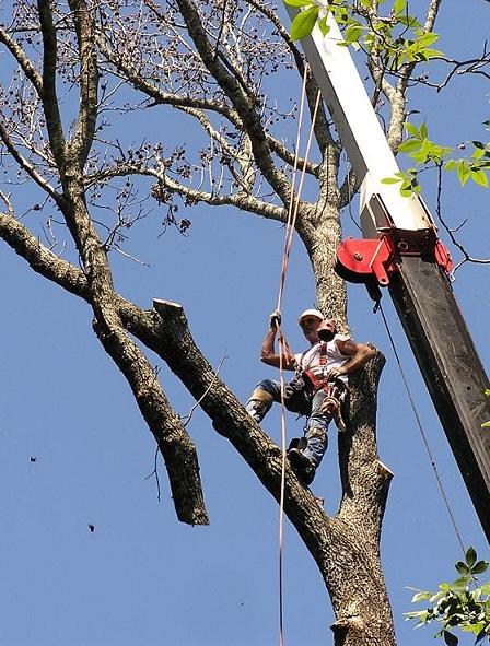 sweetgum_5.JPG