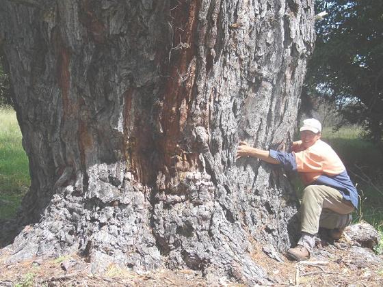 treehugger.jpg