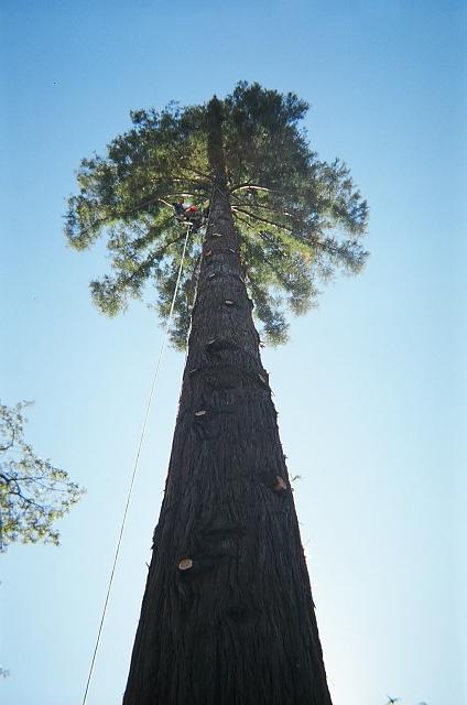 willie-redwood1a.jpg