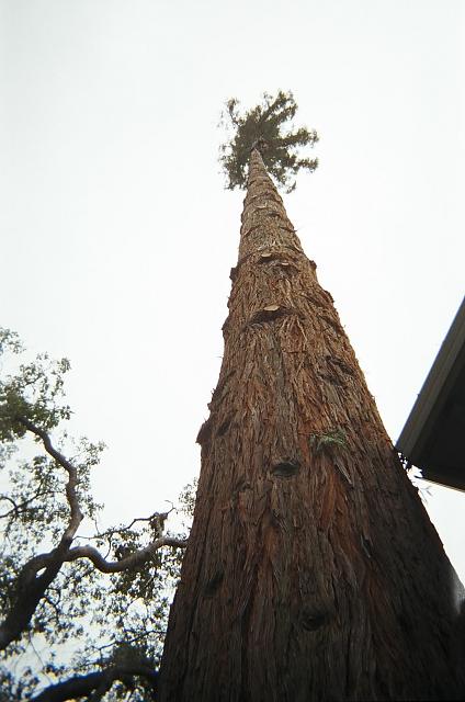 willie-redwood1aa.jpg